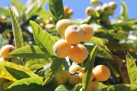 loquat(Eriobotrya japonica) fruit on loquat plant with a wonderful view of fruit plantの写真素材