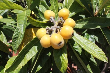 loquat(Eriobotrya japonica) fruit on loquat plant with a wonderful view of fruit plantの写真素材