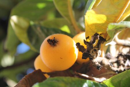 loquat(Eriobotrya japonica) fruit on loquat plant with a wonderful view of fruit plantの写真素材