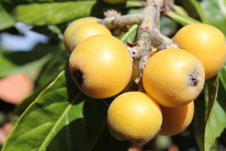 loquat(Eriobotrya japonica) fruit on loquat plant with a wonderful view of fruit plantの写真素材