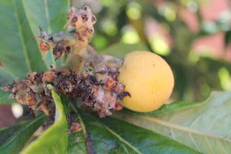 loquat(Eriobotrya japonica) fruit on loquat plant with a wonderful view of fruit plantの写真素材