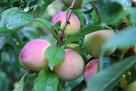 Common plum (Prunus domestica) fruit with leaves on plum treeの写真素材