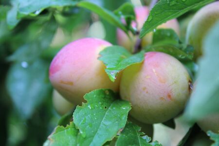 Common plum (Prunus domestica) fruit with leaves on plum treeの写真素材