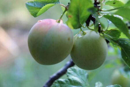 Common plum (Prunus domestica) fruit with leaves on plum treeの写真素材
