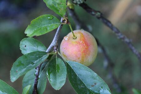 Common plum (Prunus domestica) fruit with leaves on plum treeの写真素材