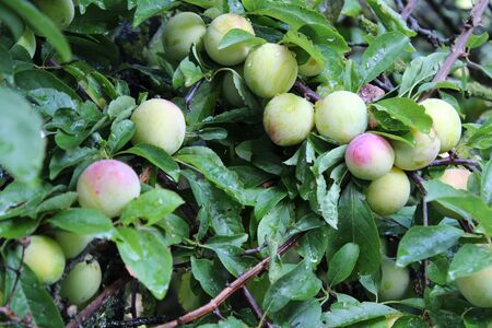 Common plum (Prunus domestica) fruit with leaves on plum treeの写真素材