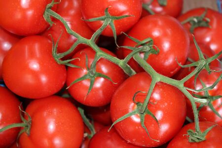 Red cherry tomatoes with green branchesの写真素材