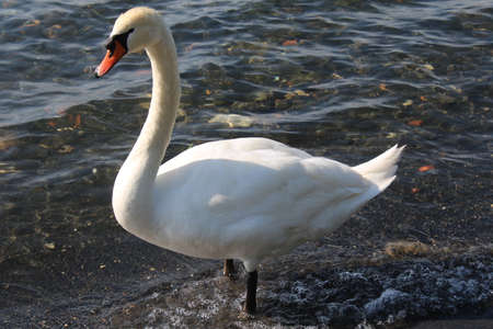 swan on lake with blue lake water in backgroundの写真素材