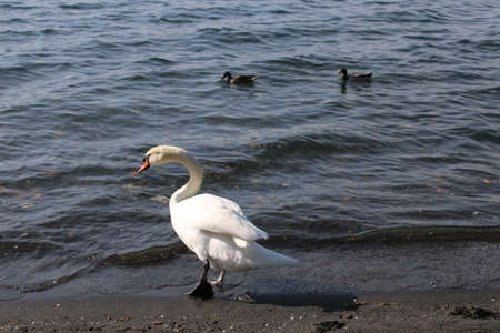 swan on lake with blue lake water in backgroundの写真素材