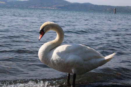swan on lake with blue lake water in backgroundの写真素材