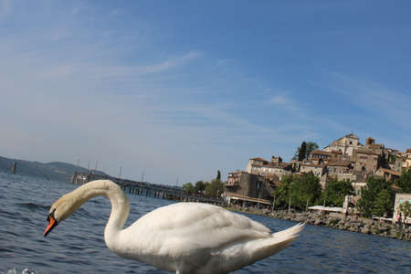 swan on lake with blue lake water in backgroundの写真素材