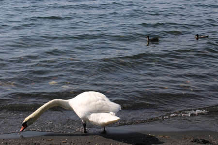swan on lake with blue lake water in backgroundの写真素材