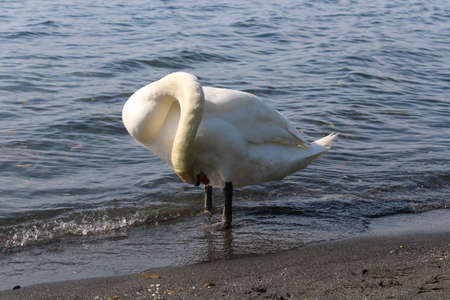 swan on lake with blue lake water in backgroundの写真素材