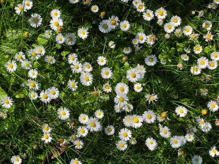 daisy flowers in the wilder in row white daisy flowersの写真素材