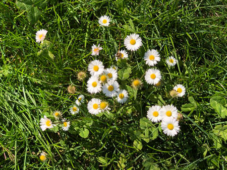 daisy flowers in the wilder in row white daisy flowersの写真素材