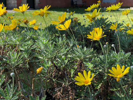 daisy flowers in the wilder in row white daisy flowersの写真素材