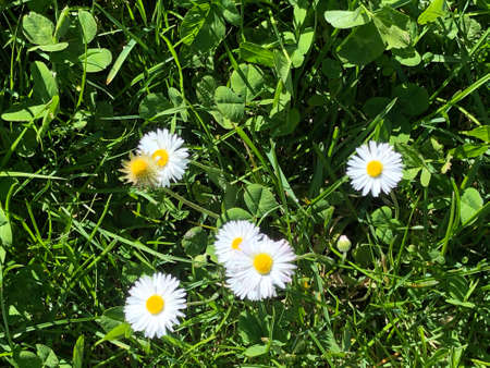 daisy flowers in the wilder in row white daisy flowersの写真素材