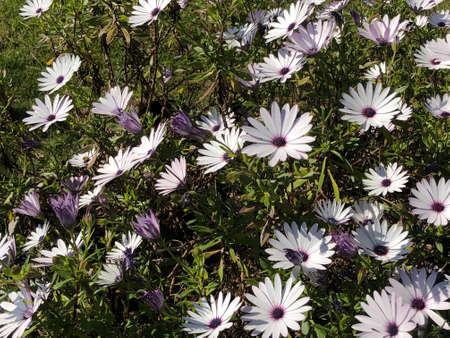 daisy flowers in the wilder in row white daisy flowersの写真素材