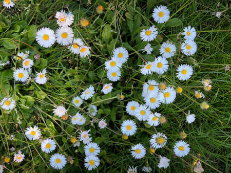 daisy flowers in the wilder in row white daisy flowersの写真素材