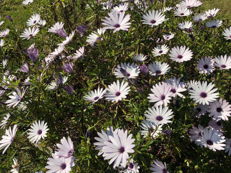 daisy flowers in the wilder in row white daisy flowersの写真素材