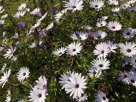 daisy flowers in the wilder in row white daisy flowersの写真素材
