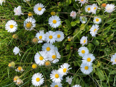 daisy flowers in the wilder in row white daisy flowersの写真素材