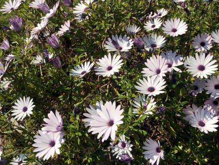 daisy flowers in the wilder in row white daisy flowersの写真素材