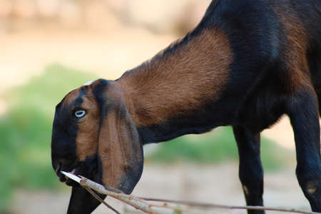goat a lovely domestic dairy animalの写真素材