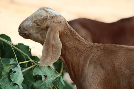 goat a lovely domestic dairy animalの写真素材