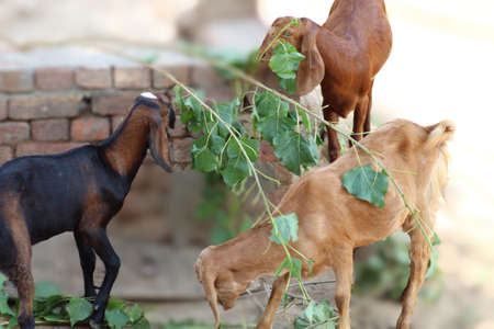 goat a lovely domestic dairy animalの写真素材