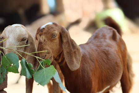 goats while eating green leavesの写真素材