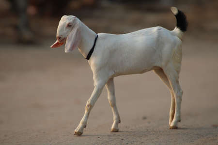 goat a lovely domestic dairy animalの写真素材