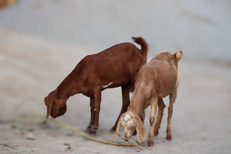 goat a lovely domestic dairy animalの写真素材