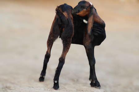 goat a lovely domestic dairy animalの写真素材