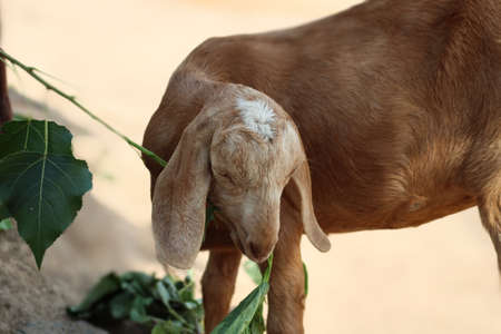 goat a lovely domestic dairy animalの写真素材
