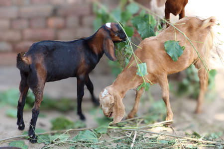 goat a lovely domestic dairy animalの写真素材