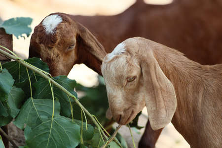 goat a lovely domestic dairy animalの写真素材