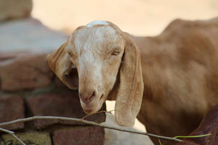 goat a lovely domestic dairy animalの写真素材