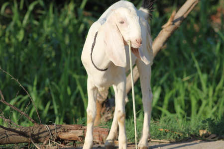 white goat from indian breed of goatsの写真素材