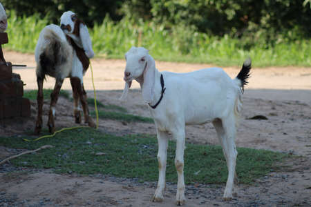 white goat from indian breed of goatsの写真素材
