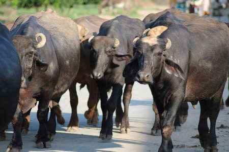 group of water buffalo walking in forestの写真素材