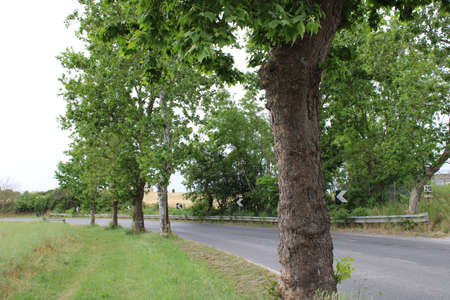 trees around the lonely road selective focusの写真素材