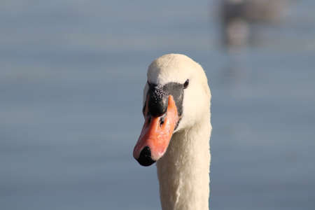 close view of beak of two swansの写真素材
