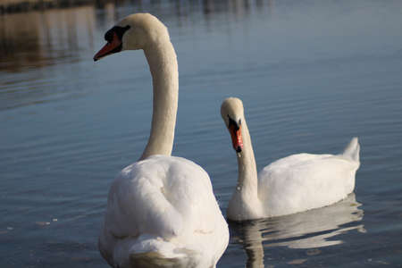 swans Cygnus enjoying in deep lake waterの写真素材