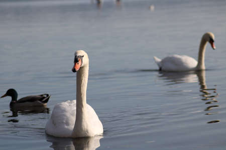 swans Cygnus enjoying in deep lake waterの写真素材