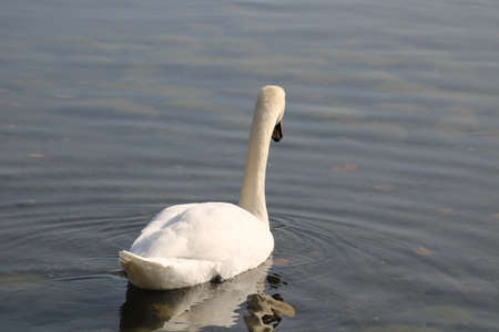 swans Cygnus enjoying in deep lake waterの写真素材