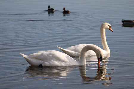 swans Cygnus enjoying in deep lake waterの写真素材