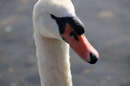 swans Cygnus enjoying in deep lake waterの写真素材