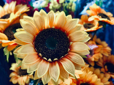 sunflower close view of flowersの写真素材
