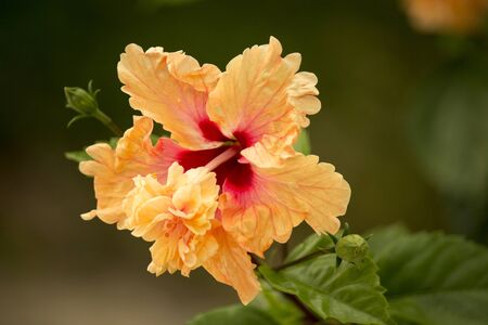 Double layers orange hibiscus shot in bright sunlightの写真素材